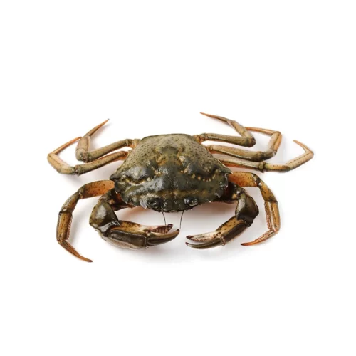 crabe vert sur fond blanc